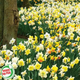 Mixed Daffodil Basket Thumbnail